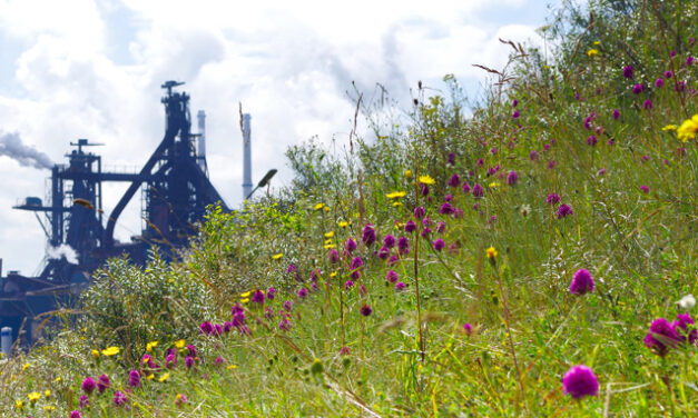 Tata Steel undersöker möjligheten att lagra koldioxid i tomma gasfält under Nordsjön